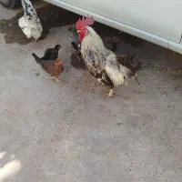 حیوانات مرغ وخروس