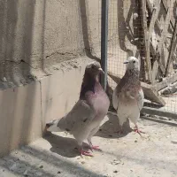 چهار عدد کبوتر