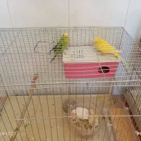 مرغ عشق مولد با جوجه
