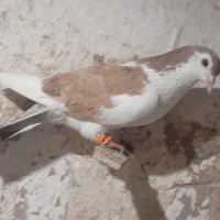کفتر|پرنده|فاروج, |دیوار