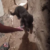 توله‌ی پا کوتا خانگیی