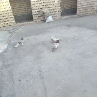 جوجه جوانه