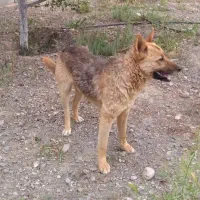 سگ ژرمن|سگ|مشهد, نوچاه|دیوار