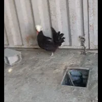 مرغ وخروس لهستانی