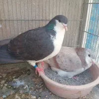 کفتر
