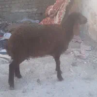 گوسپند بره