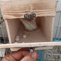 عروس هلندی مولد