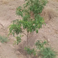 ۳۰۰ متر باغچه با درختان ۲ ساله