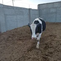 اجاره-گاوداری-با-سوله-و-سلوذرت-و-غیره