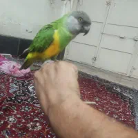 طوطی سنگال