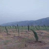 فروش-باغ-شهری-مرودشت