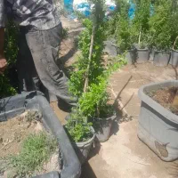 رسیدگی به امور باغبانی چهارباغ کردان قاسم گرجی