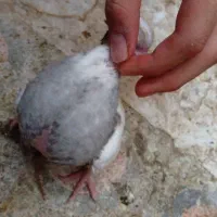جوجه طوقی