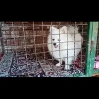 سگ پامر|سگ|مرند, |دیوار