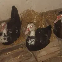 فروش سیکا