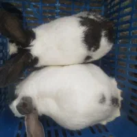 حیوانات خرگوش