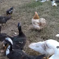 اردک اسرائیلی