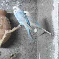 مرغ عشق عروس هلندی طوطی برزیلی