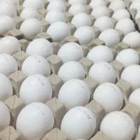 تخم مرغ به حداقل قیمت در بازار دست اول