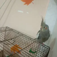 عروس هلندی نر