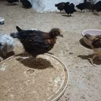 5 عدد خروس و جوجه  یک ماه و دوماه و گندم و دون