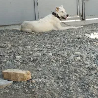 سگ گوسفندی به شرط