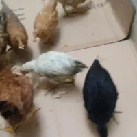 فروش 8 بارنه 4 ماهه
