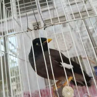 مینا سخنگو کام سیاه