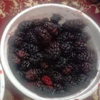 شاتوت