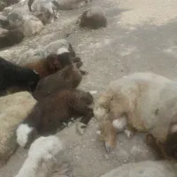بره پای پروار