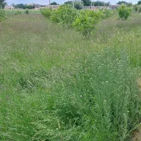 علوفه یونجه خشه