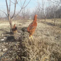 خروس|حیوانات مزرعه|مشگین شهر, |دیوار