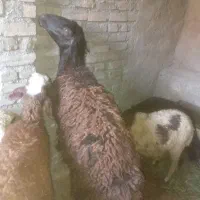 ۲عدد شیشک ابستن و۱ عددبره ماده سبک