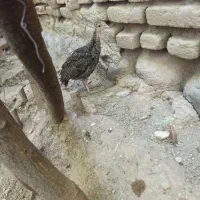 فروش بوقلمون برنز