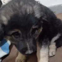 سگ ژرمن مخلوط