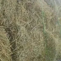 فروش یک نیسان یونجه