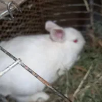 خرگوش