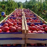 اکبپ سیب چینی با تجربه