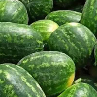 جویای کارگری در میدان بار آزادی یا ولیعصر