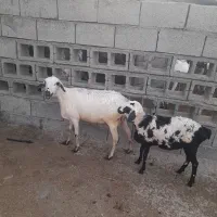 میش سومال وبره ماده
