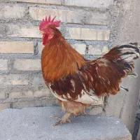 خروس جوان برهما عربی پا پر