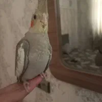 عروس هلندی
