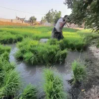 بزر شالی دم سیاه درجه ۱