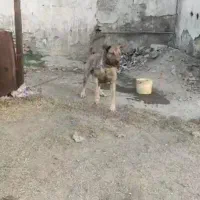 واگذاری سگ سرابی پژدر