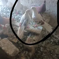 نروماده کم خال ته پر سرخ