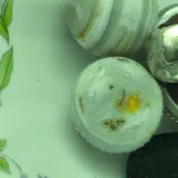 سنگ مهره سلیمانی
