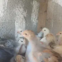 جوجه برهما اصیل