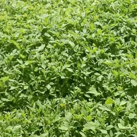 نهال گوجه