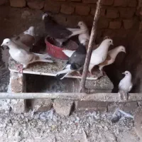 جوجه کبوتر پرشی