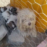 سگ پاکوتا شیتزو با چهارتا بچش